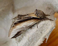 Image of Greater Swallow Prominent