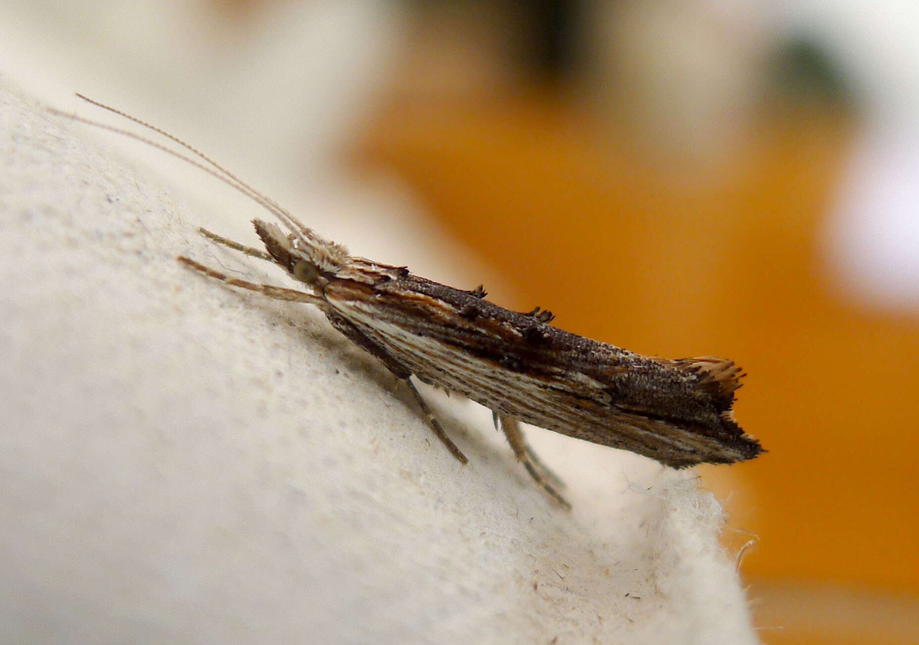 Image of Ypsolopha scabrella