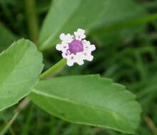 Plancia ëd Phyla nodiflora (L.) Greene