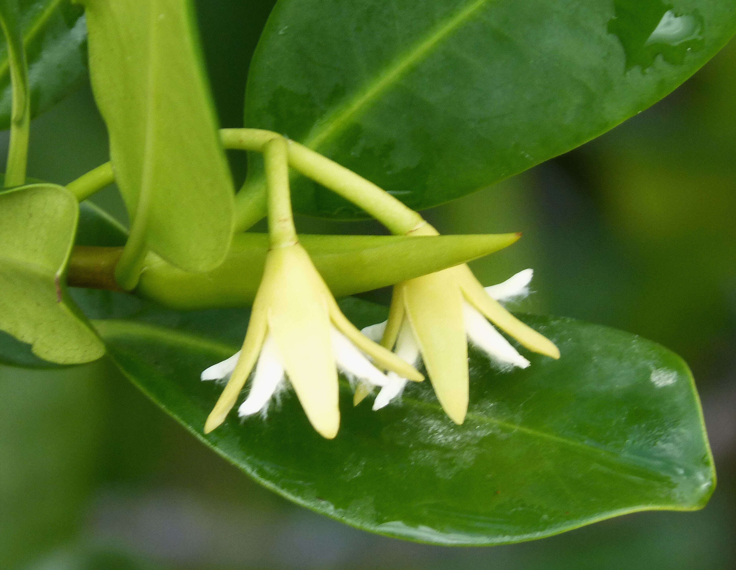 Image of red mangrove