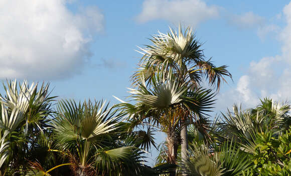 Image of Coccothrinax litoralis León