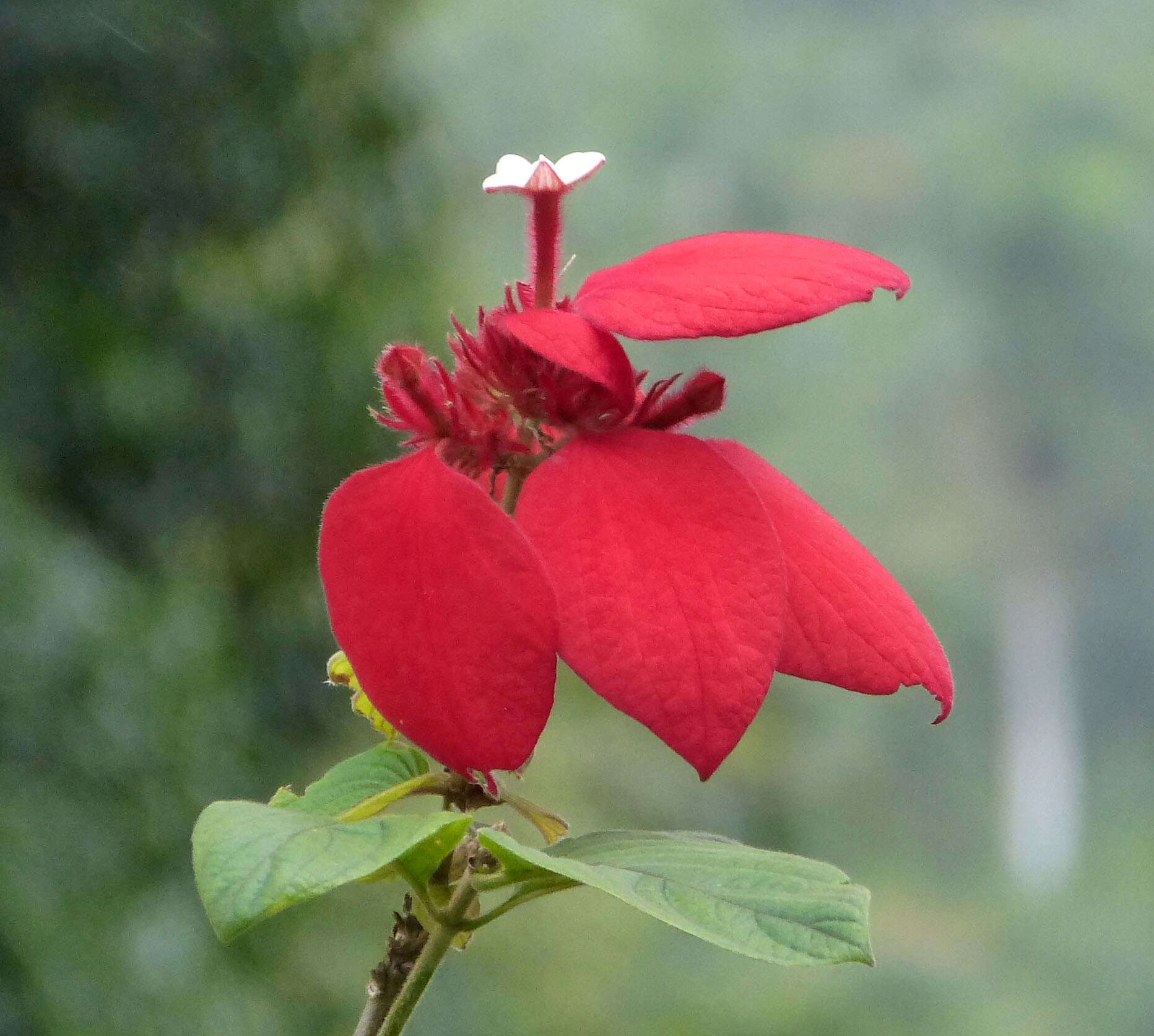 Image of red mussaenda