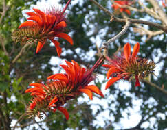 Image of Common Coral tree