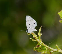 Image of Nickerbean Blue