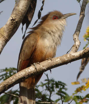 Image of Cuban Lizard-cuckoo