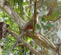 Image of Cuban Lizard-cuckoo