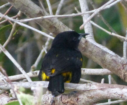 Image de Oriole d'Hispaniola