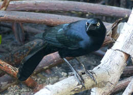 Image of Greater Antillean Grackle