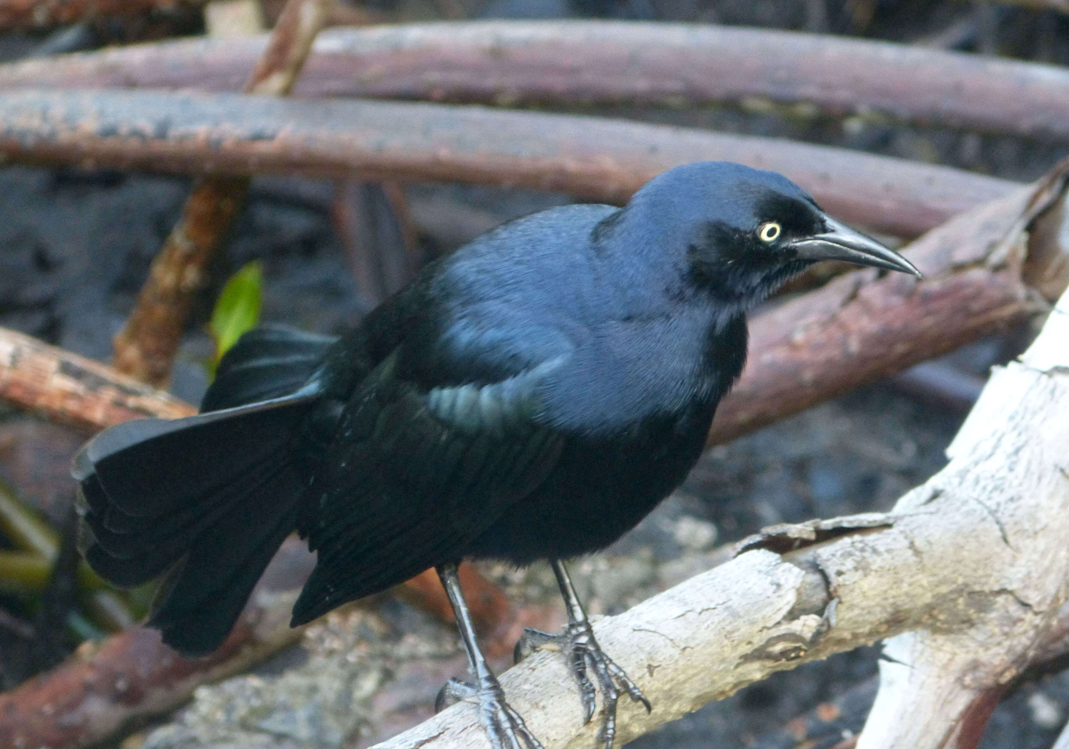 Image of Greater Antillean Grackle