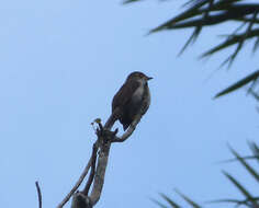 Image of Cuban Solitaire