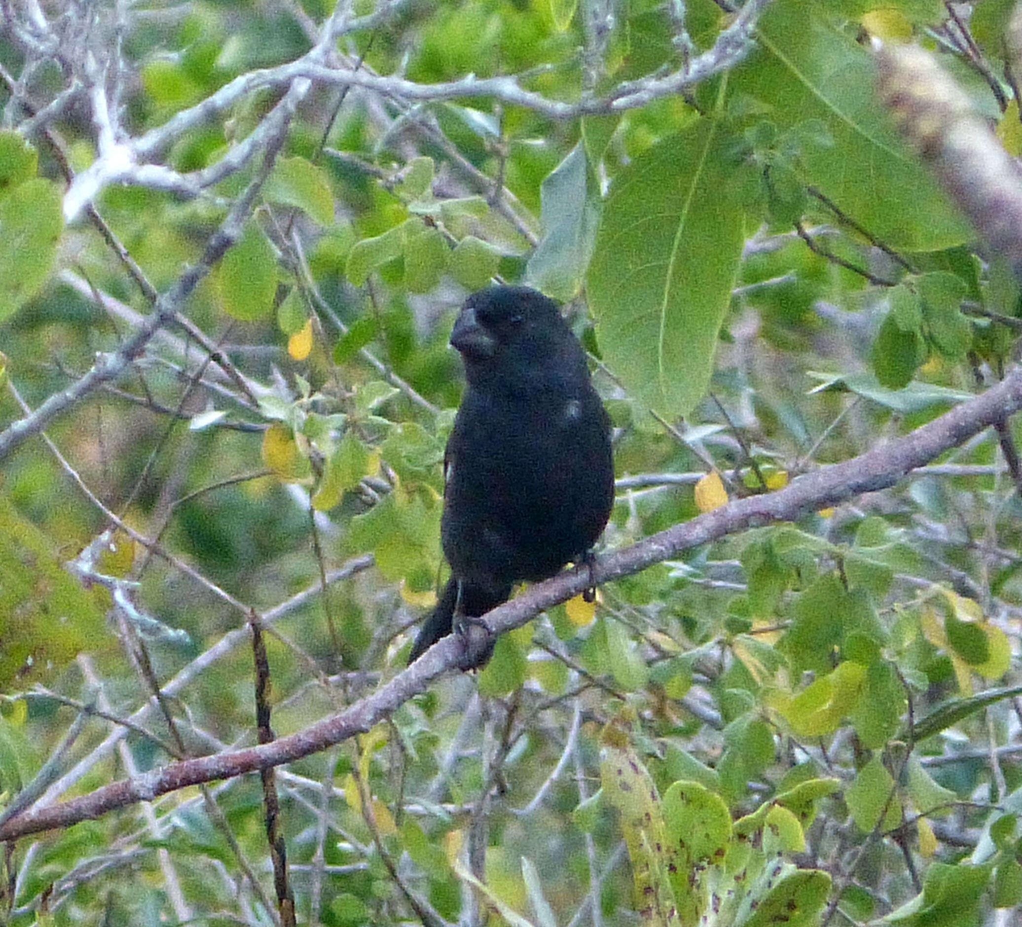 Image of Cuban Bullfinch