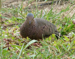 Image of Common Ground Dove