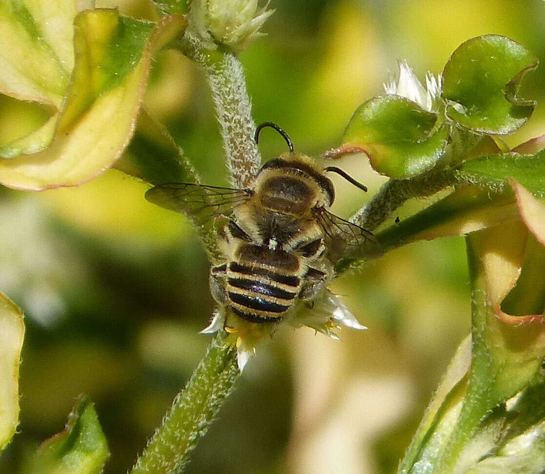 Imagem de Megachile singularis Cresson 1865
