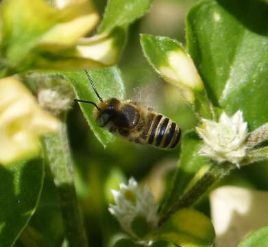 Imagem de Megachile singularis Cresson 1865