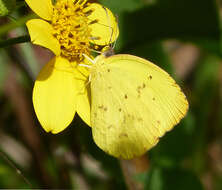 Image of Mimosa Yellow