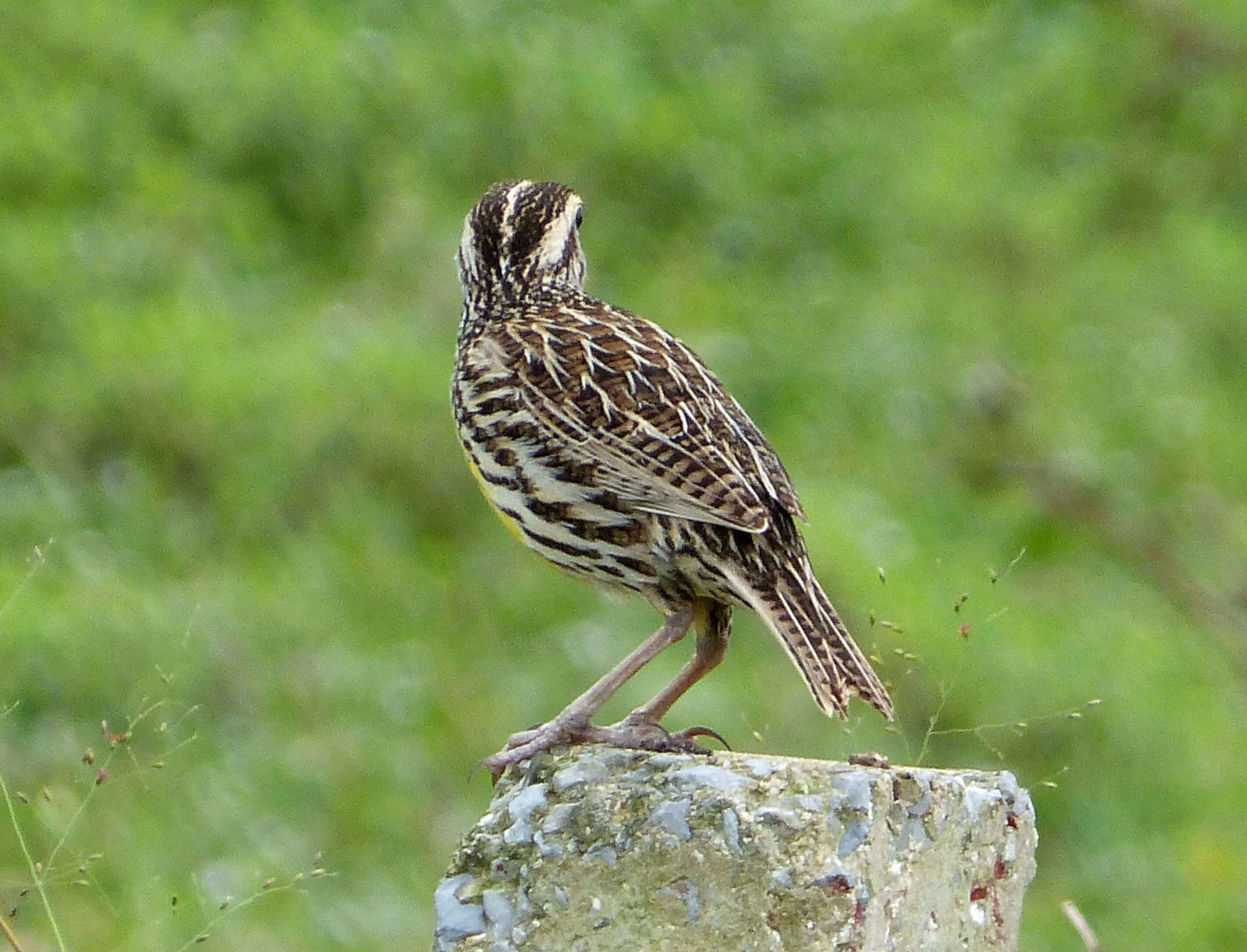 Слика од Sturnella magna (Linnaeus 1758)