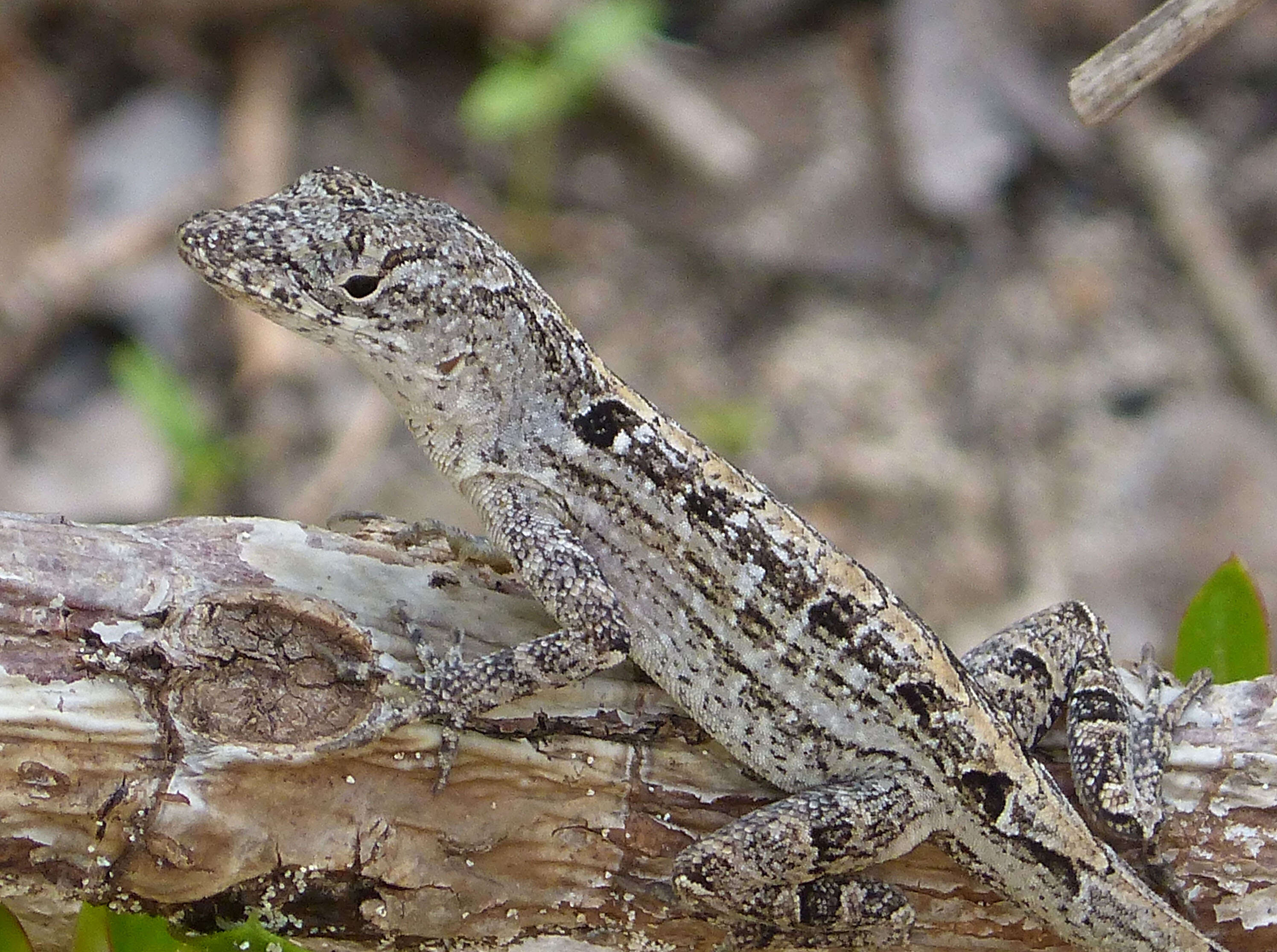 Image of Bahaman brown anole