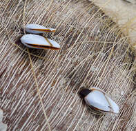 Image of Goose barnacle