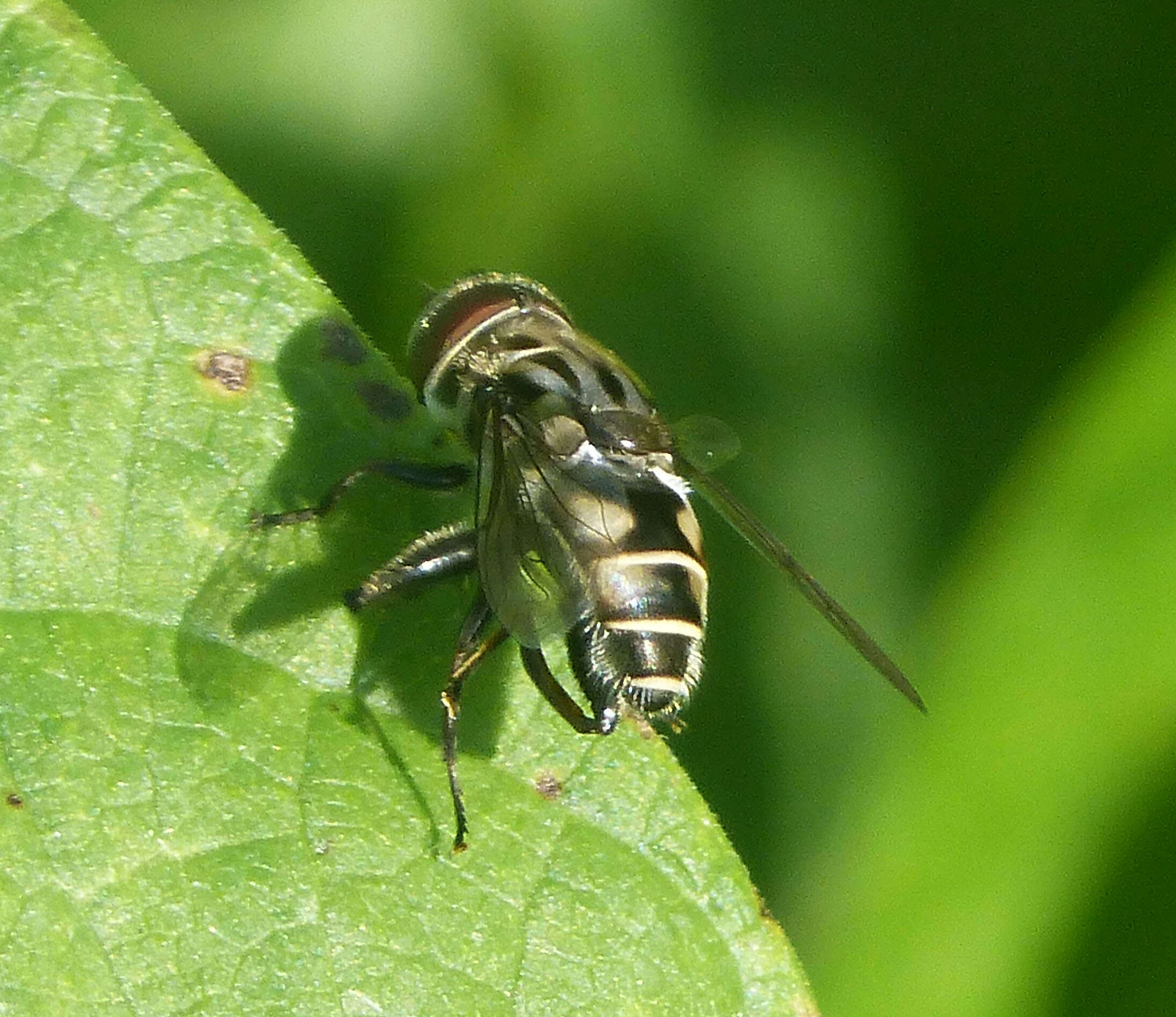 Image of Palpada furcata (Wiedemann 1819)