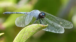 Image of Little Blue Dragonlet