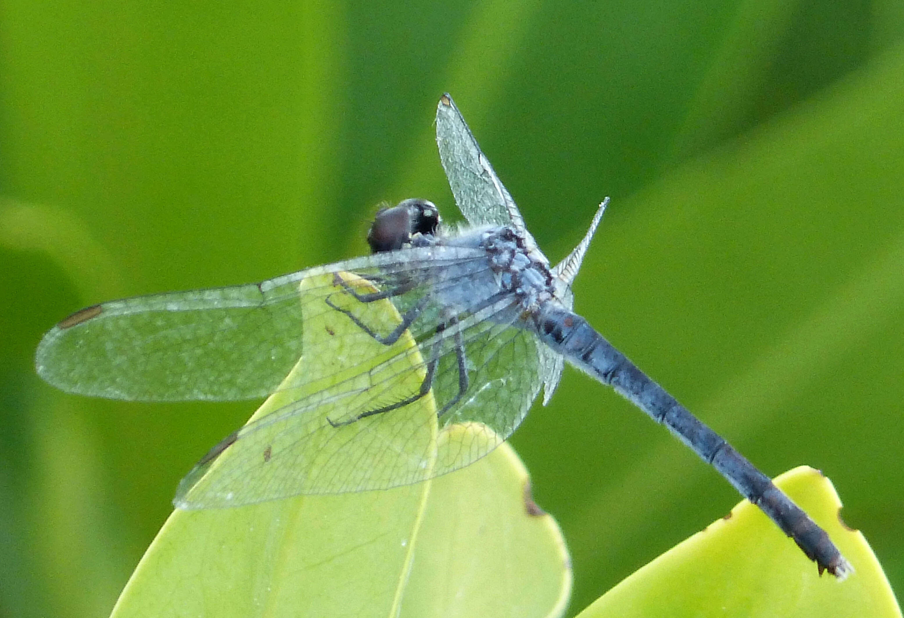 Image of Little Blue Dragonlet