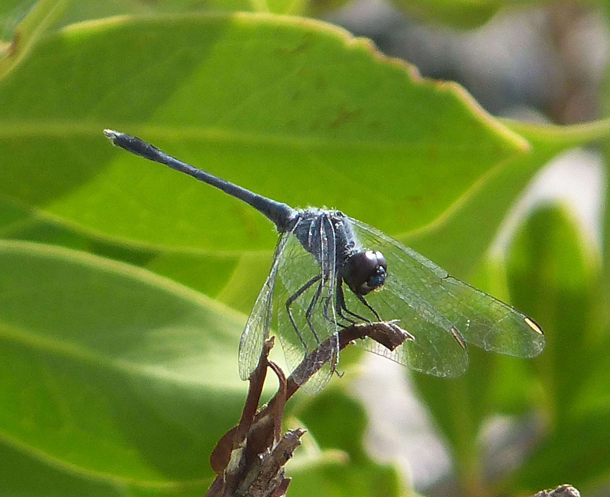 Image of Little Blue Dragonlet