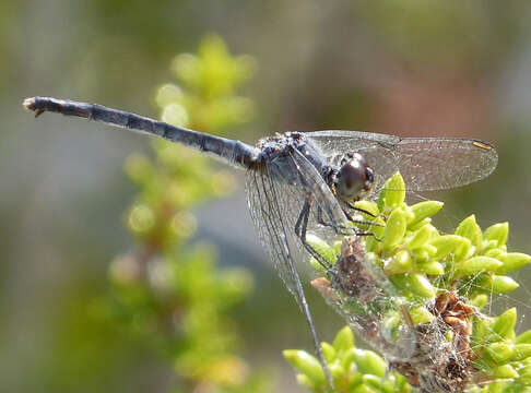 Image of Little Blue Dragonlet