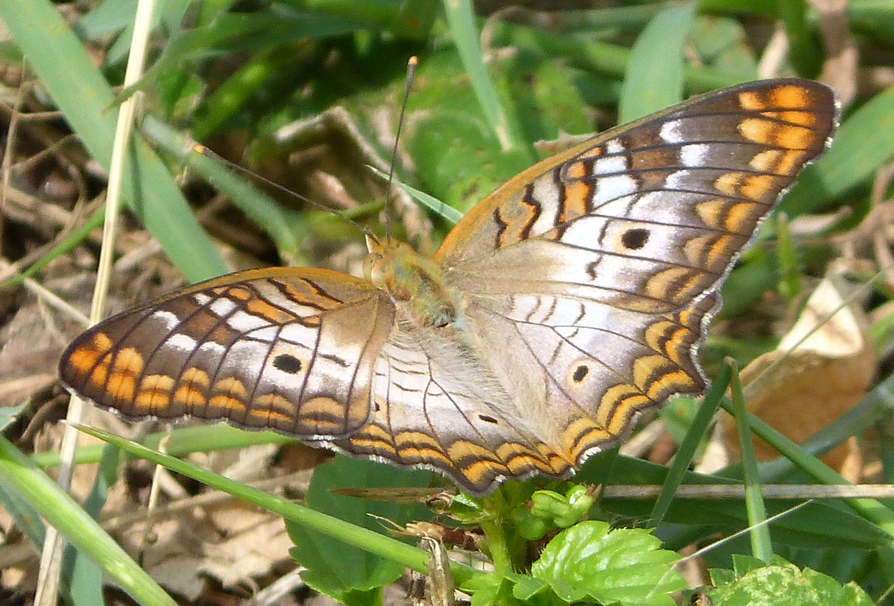 Image of White Peacock