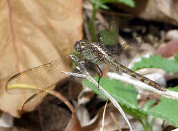 Sivun Erythrodiplax umbrata (Linnaeus 1758) kuva