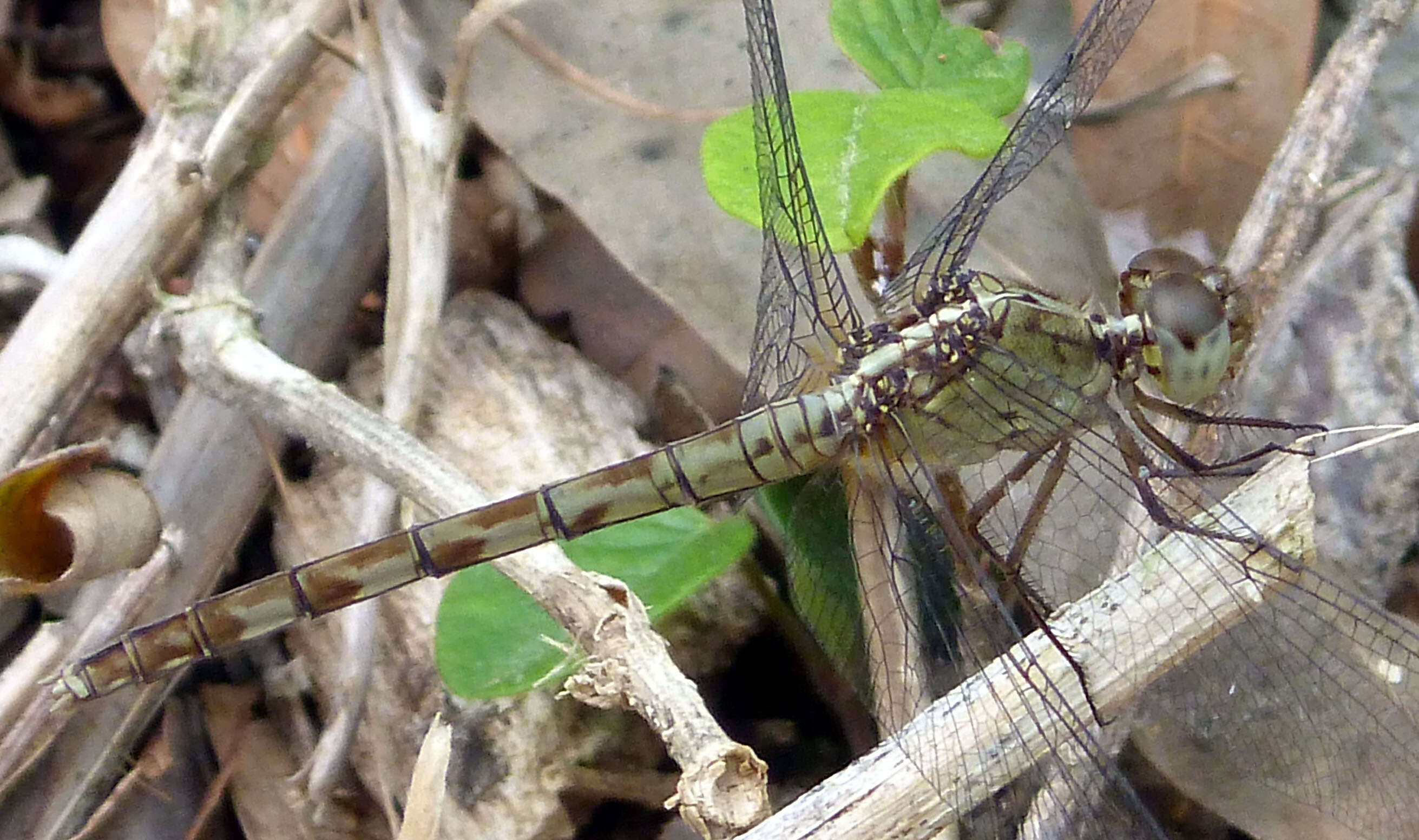 Sivun Erythrodiplax umbrata (Linnaeus 1758) kuva