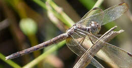 Sivun Erythrodiplax umbrata (Linnaeus 1758) kuva