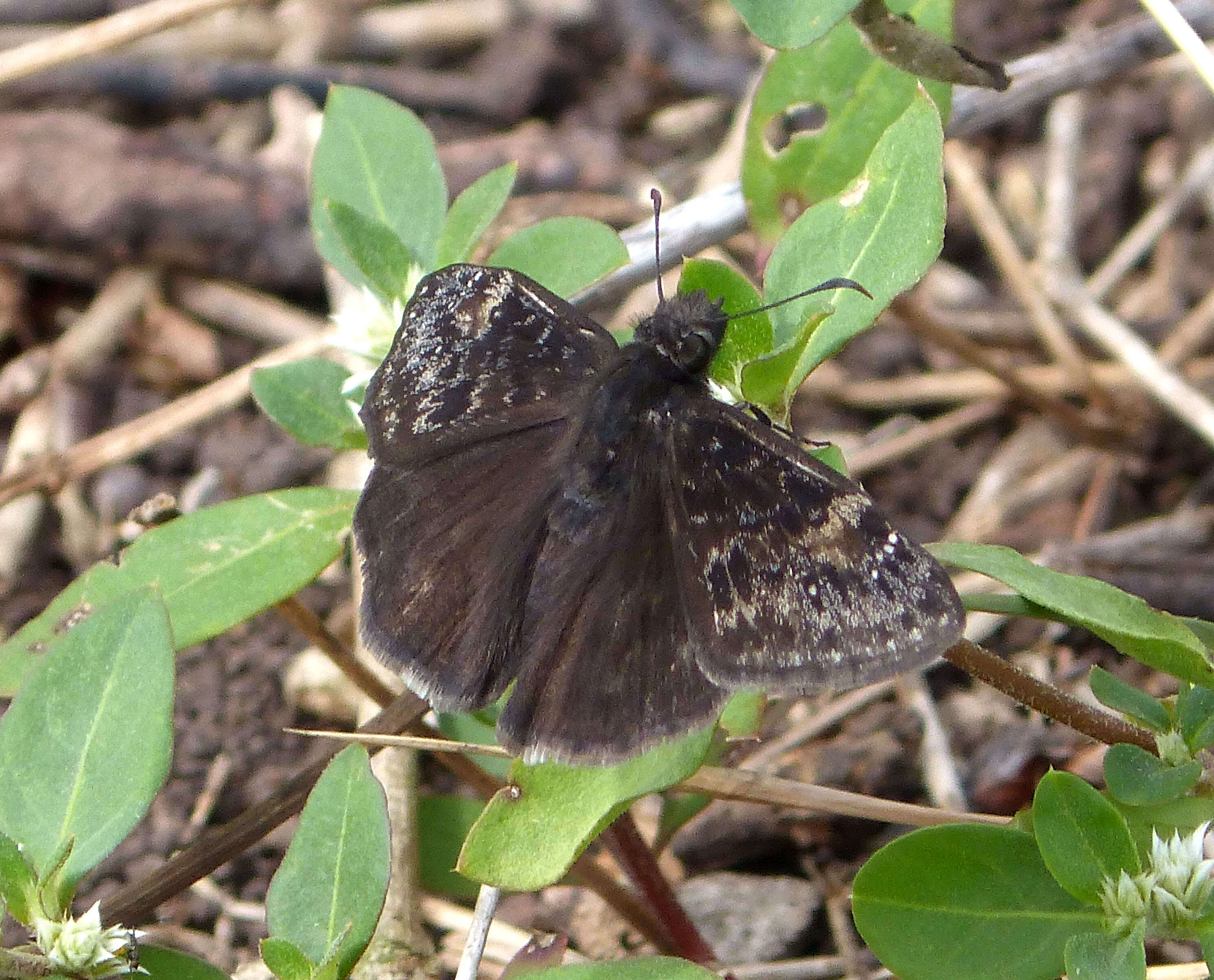 Image of Zarucco Duskywing