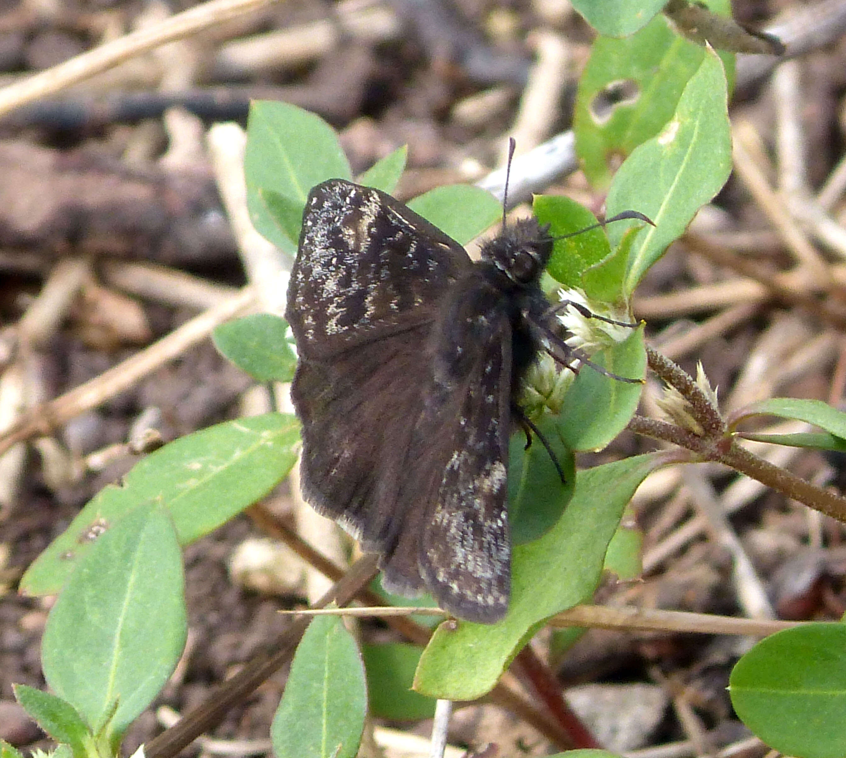 Image of Zarucco Duskywing