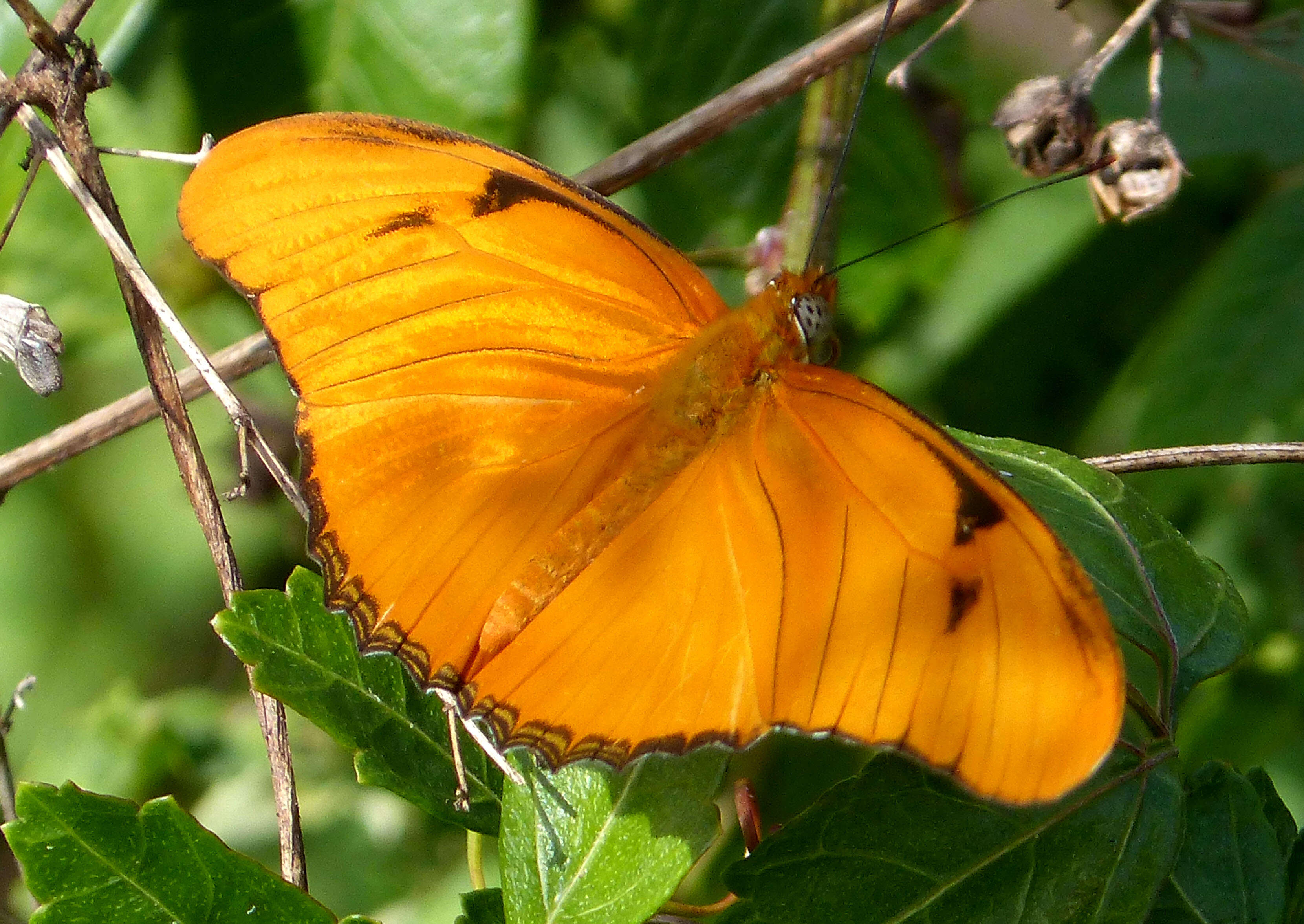 Image of Dryas