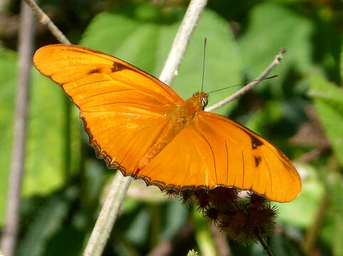 Image of Dryas