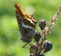 Image of Two-tailed Pasha