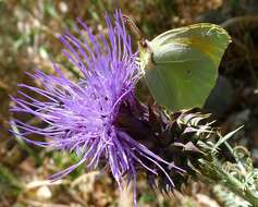 Image of Gonepteryx cleopatra (Linnaeus 1767)