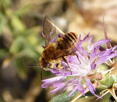 Image of Mediterranean Wood-boring Bee