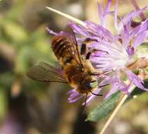 Image of Mediterranean Wood-boring Bee