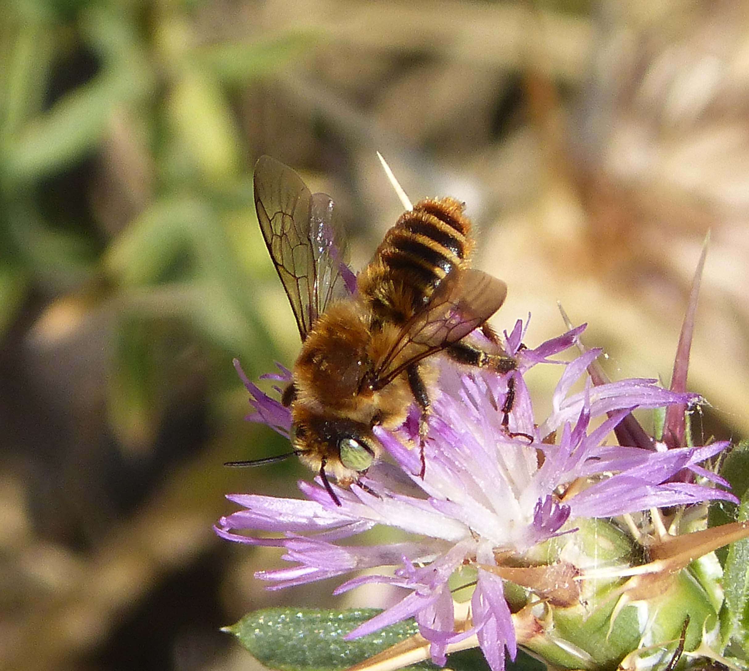 Image of Mediterranean Wood-boring Bee