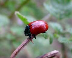 Image of Chrysolina grossa