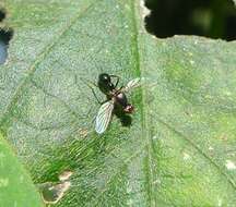 Image of Black scavenger fly