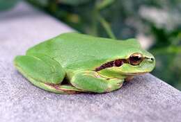 Image of Mediterranean Tree Frog