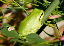 Image of Mediterranean Tree Frog