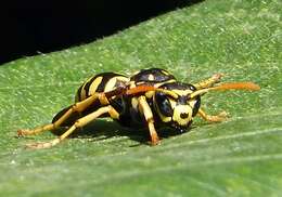 Image of European Paper Wasp