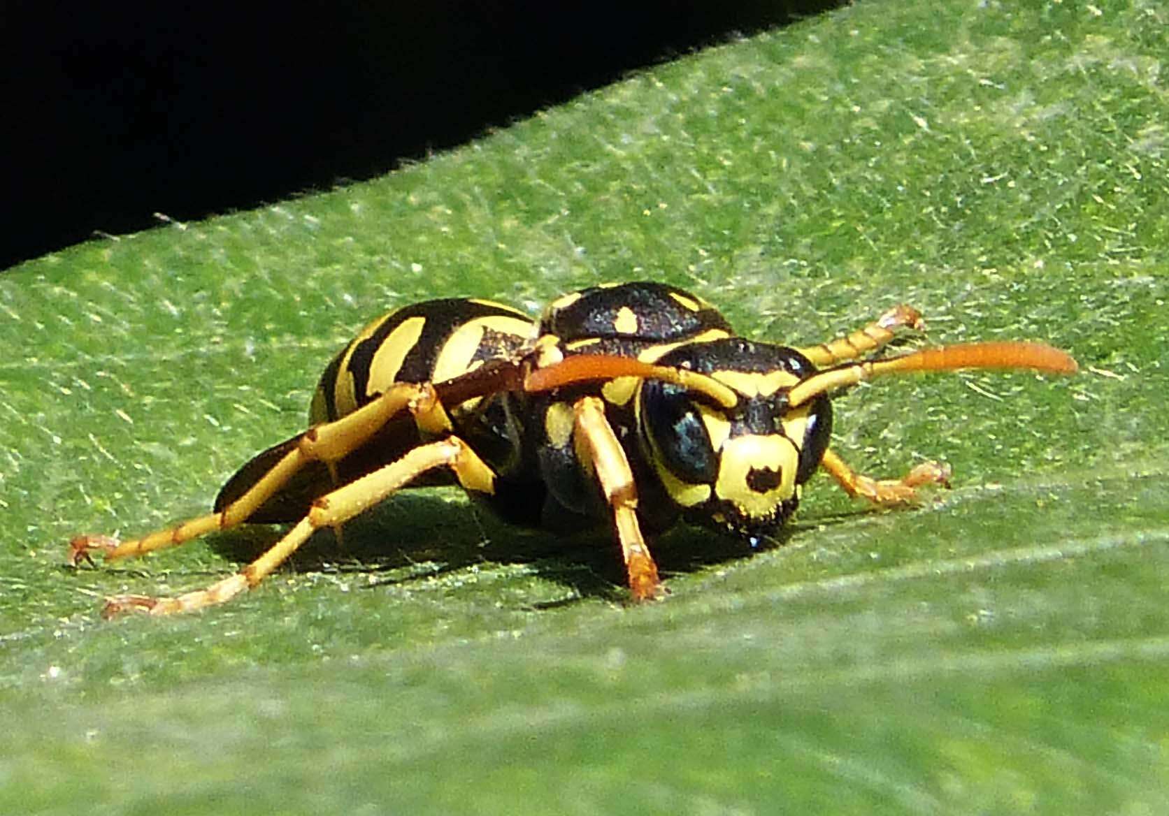 Image of European Paper Wasp