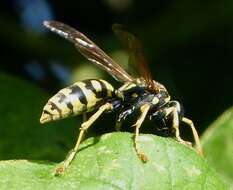 Image de Polistes dominula (Christ 1791)