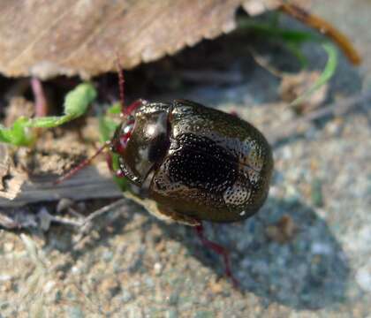 Image of Chrysolina bankii