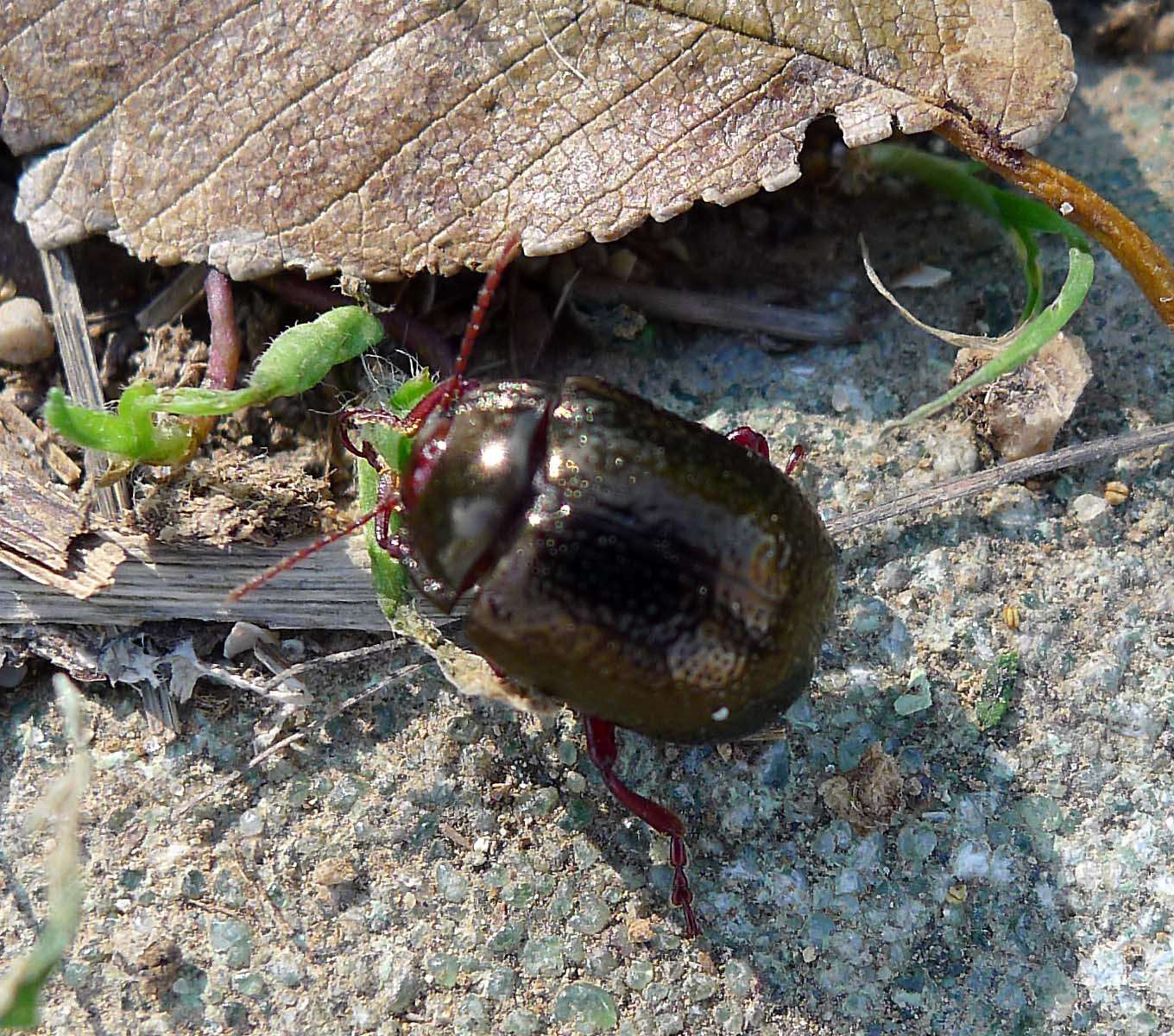 Image of Chrysolina bankii