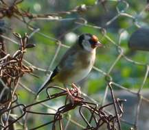 Image of European Goldfinch